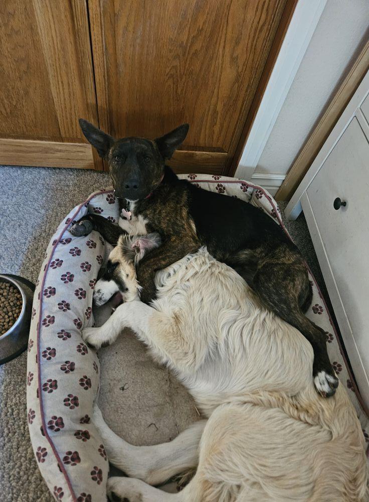 Bella aka Winter, a Adoptable mixed breed in Colorado Springs, CO image 4/6