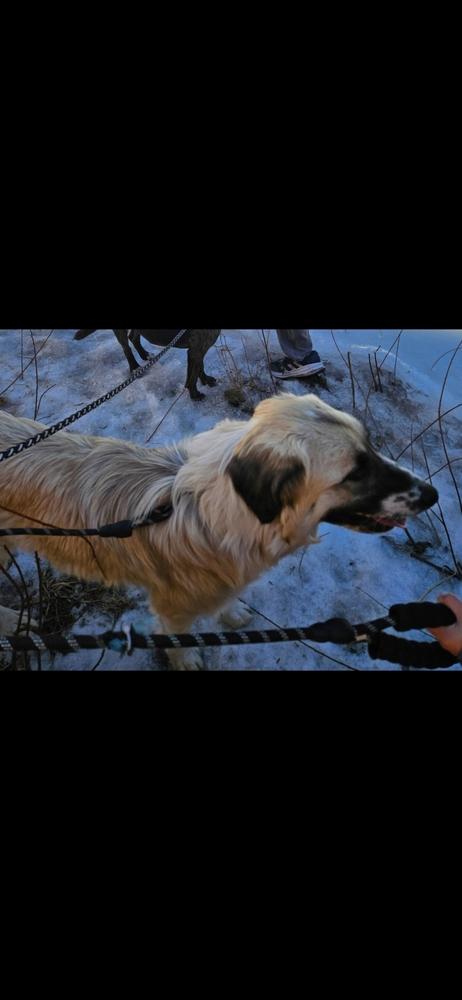 Bella aka Winter, a Adoptable mixed breed in Colorado Springs, CO image 5/6