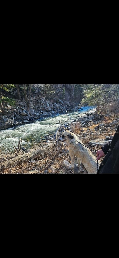 Bella aka Winter, a Adoptable mixed breed in Colorado Springs, CO image 6/6