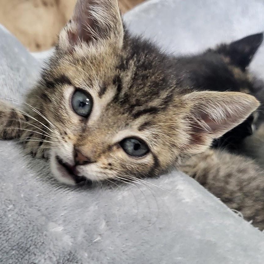 Enlarge Vaughn, a Adoptable Domestic Short Hair in Minneapolis, MN image 2/4