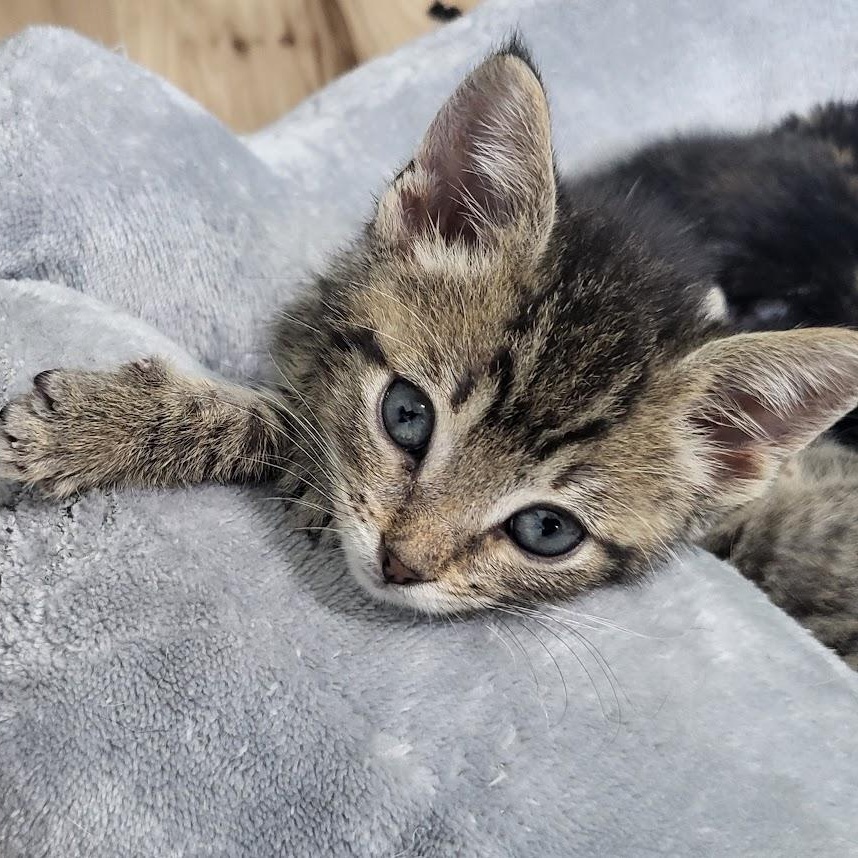 Enlarge Vaughn, a Adoptable Domestic Short Hair in Minneapolis, MN image 3/4
