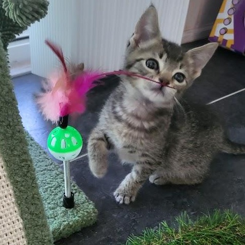 Enlarge Vaughn, a Adoptable Domestic Short Hair in Minneapolis, MN image 1/4