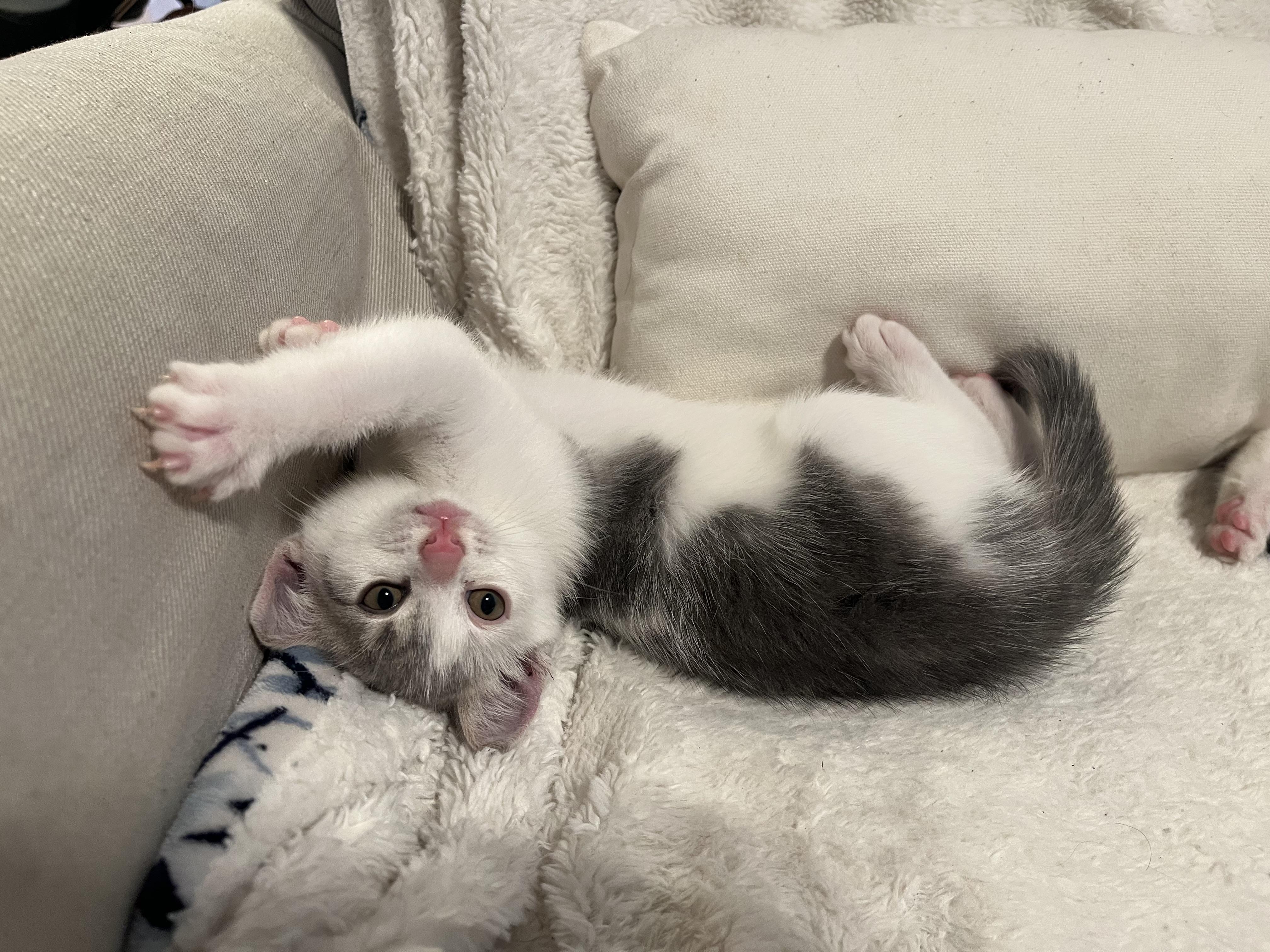 Domino, ADOPTABLE, Kitten Female Domestic Short Hair.