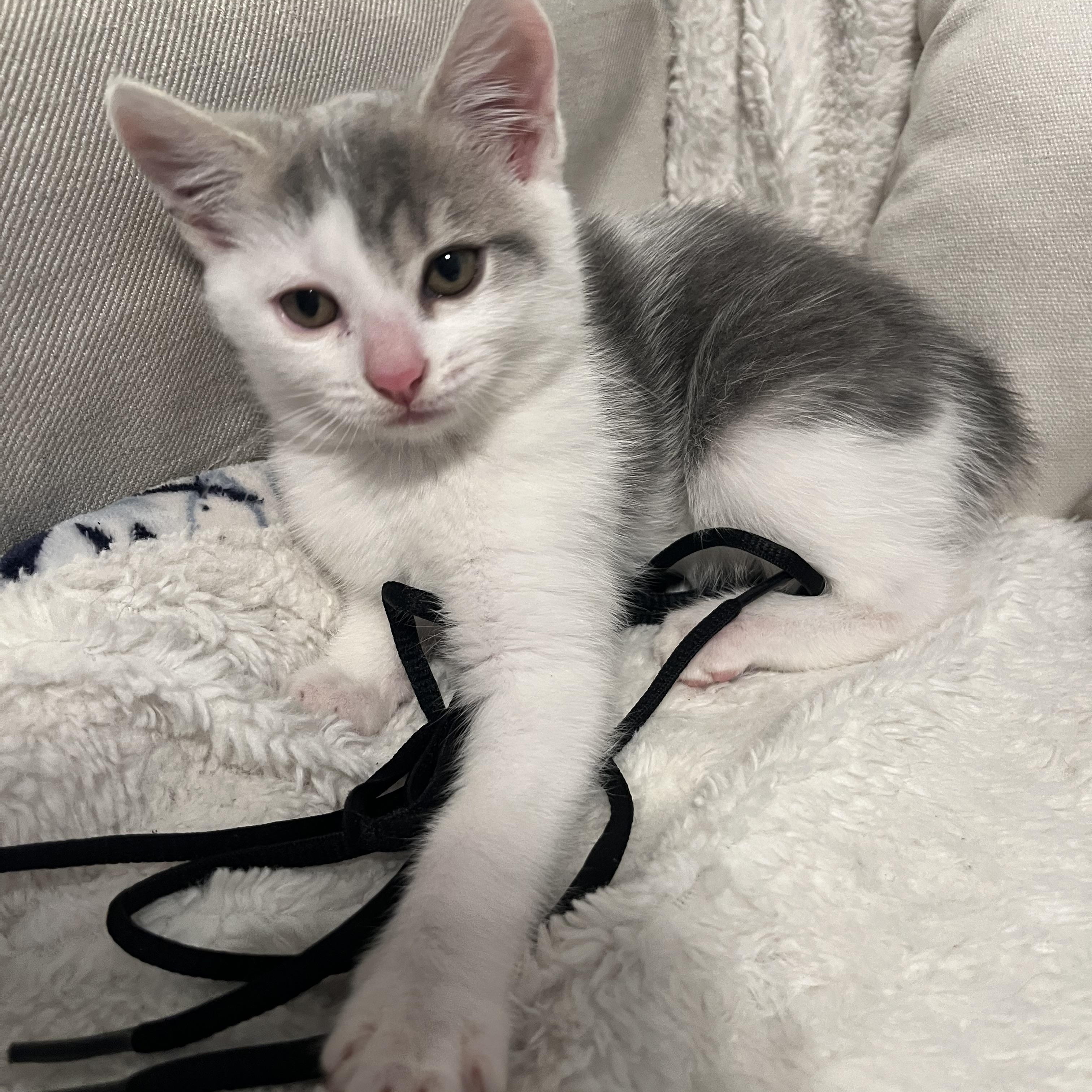 Enlarge Domino, a ADOPTABLE Domestic Short Hair in Dixon, CA image 5/6