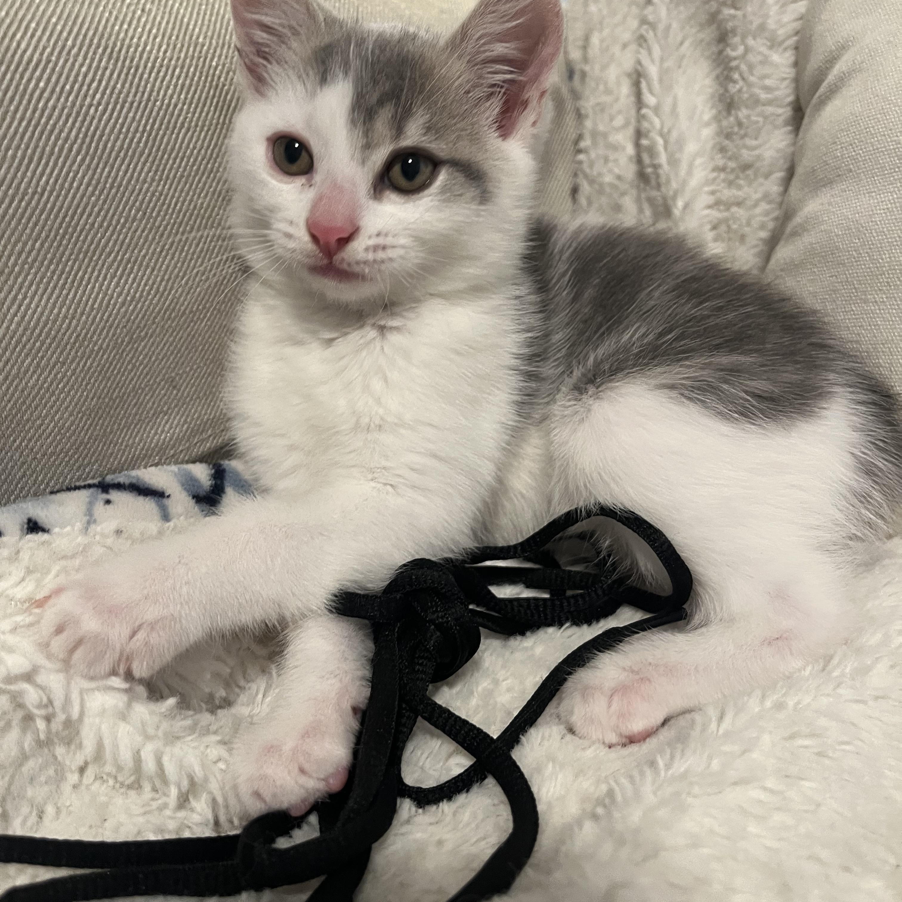 Enlarge Domino, a ADOPTABLE Domestic Short Hair in Dixon, CA image 4/6