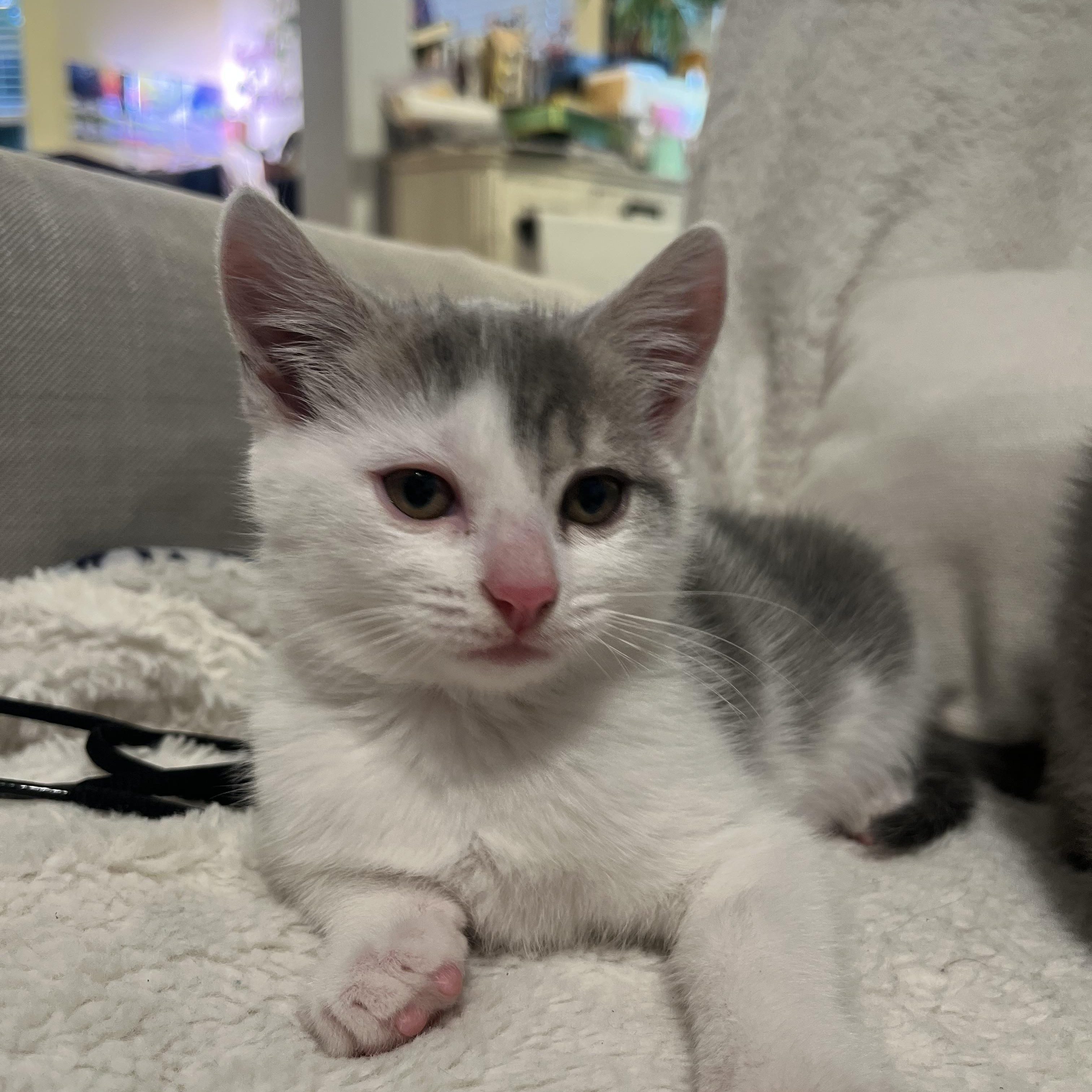 Enlarge Domino, a ADOPTABLE Domestic Short Hair in Dixon, CA image 3/6