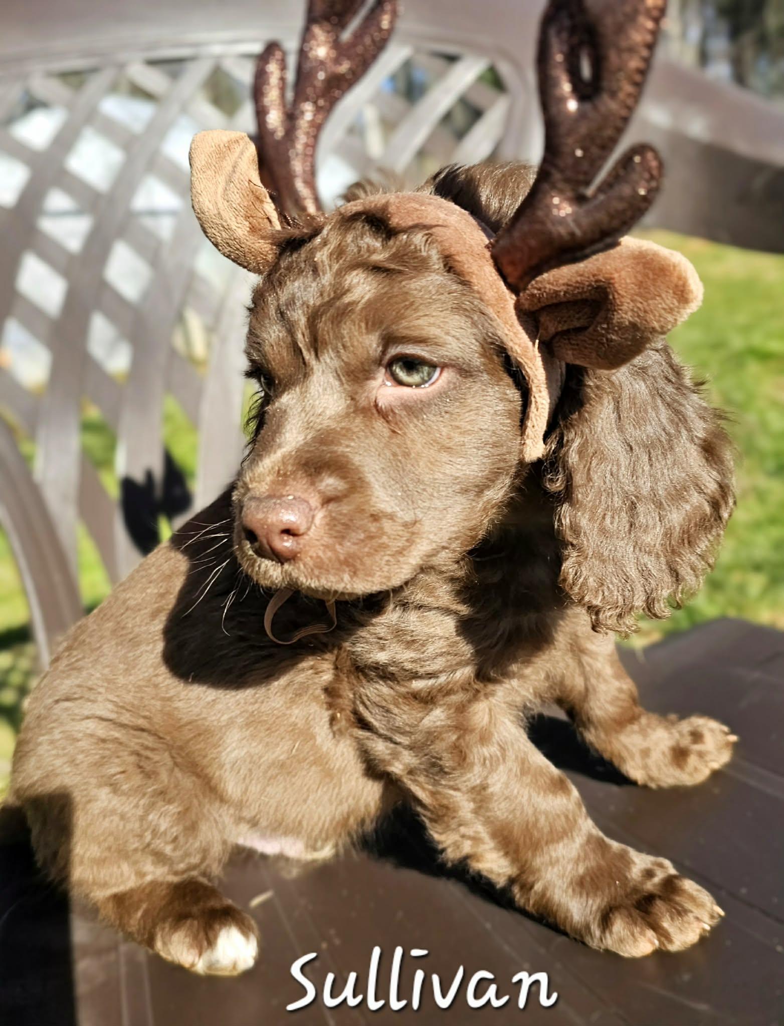 Enlarge Sullivan, an adopted mixed breed in Easley, SC image 2/3