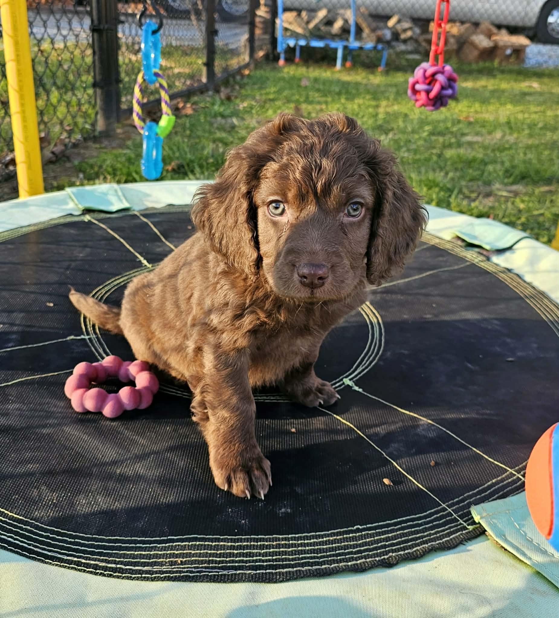 Sullivan, adopted, Puppy Male Boykin Spaniel & Mixed Breed.