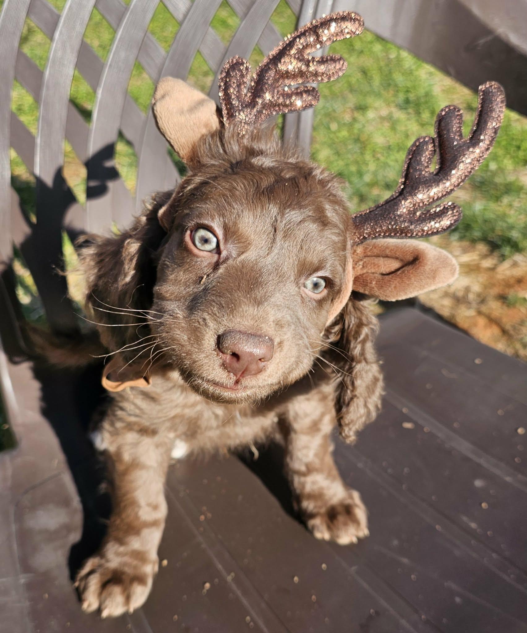 Enlarge Sullivan, an adopted mixed breed in Easley, SC image 3/3