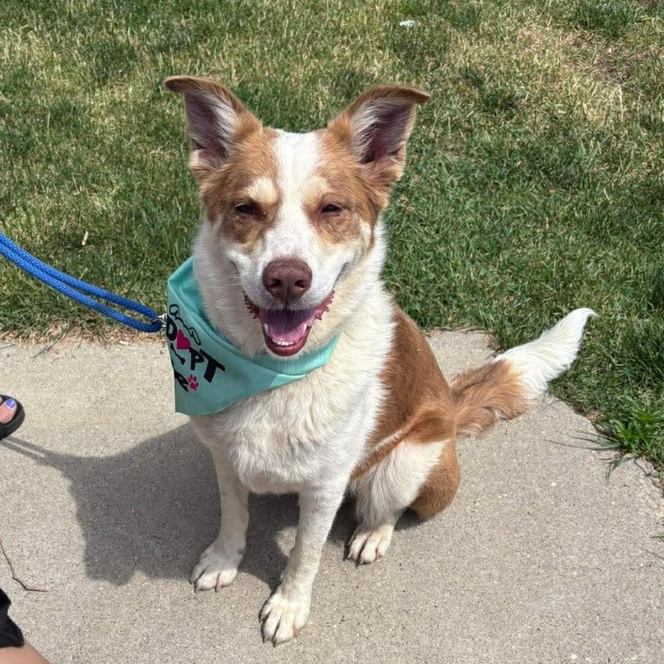 Enlarge Bethany, a Adoptable mixed breed in Monticello, IA image 1/6