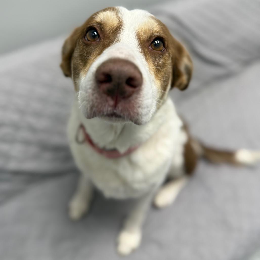 Enlarge Bethany, a Adoptable mixed breed in Monticello, IA image 3/6