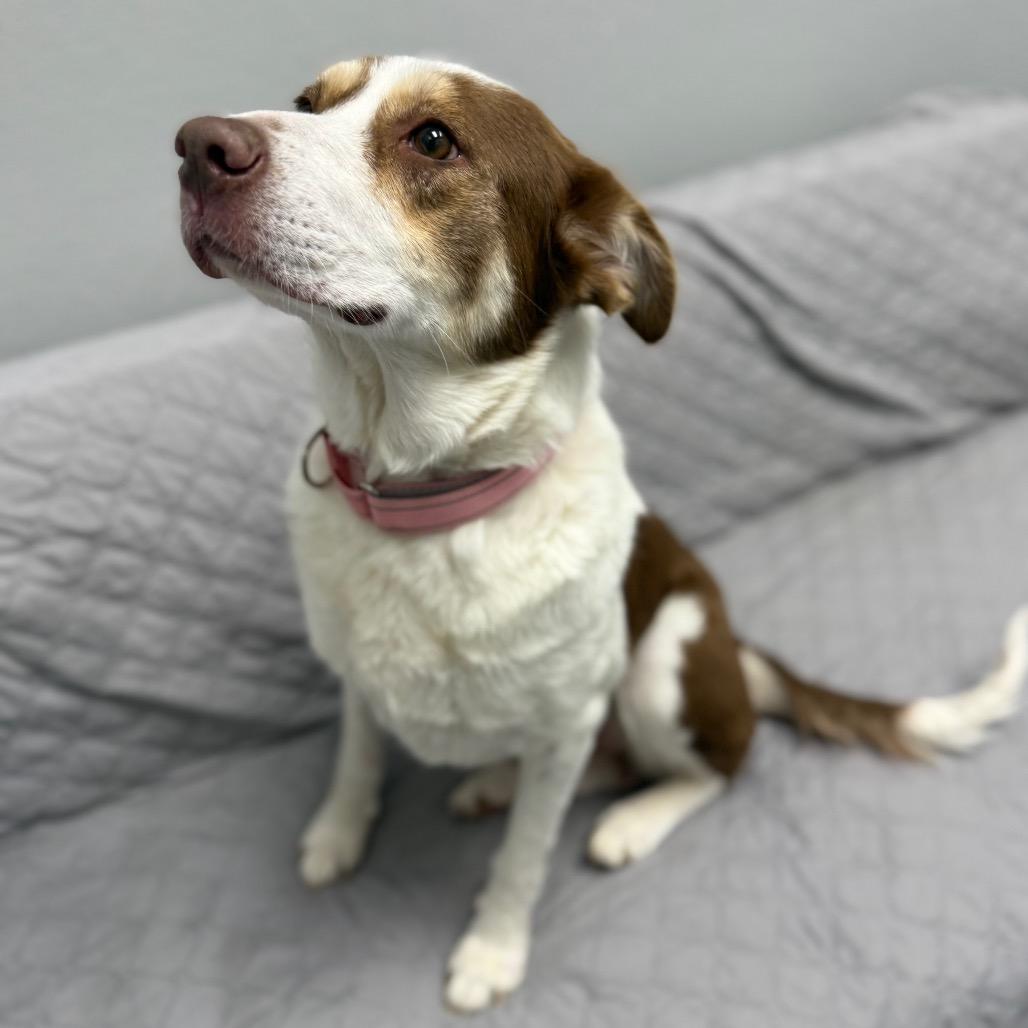 Enlarge Bethany, a Adoptable mixed breed in Monticello, IA image 4/6