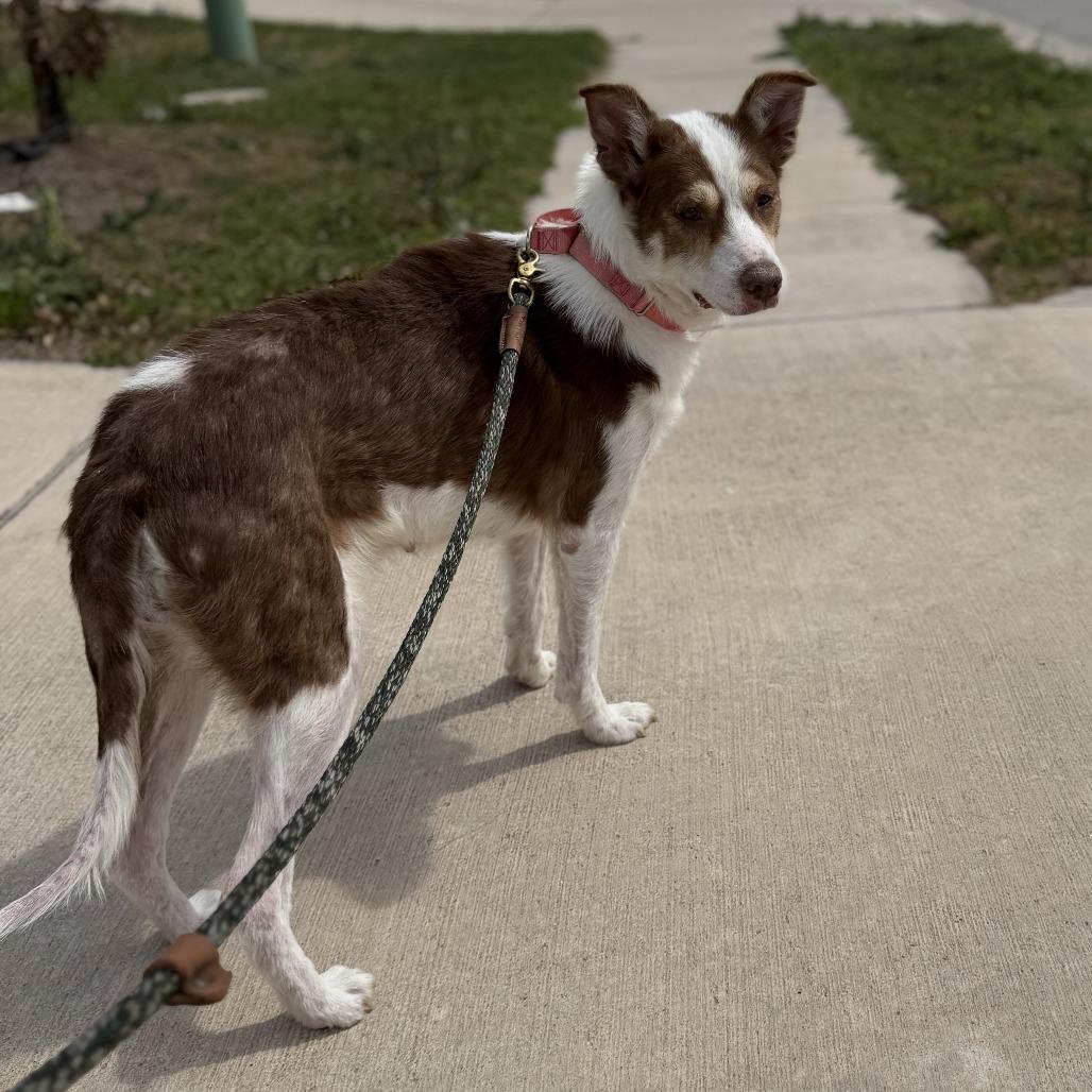 Enlarge Bethany, a Adoptable mixed breed in Monticello, IA image 5/6