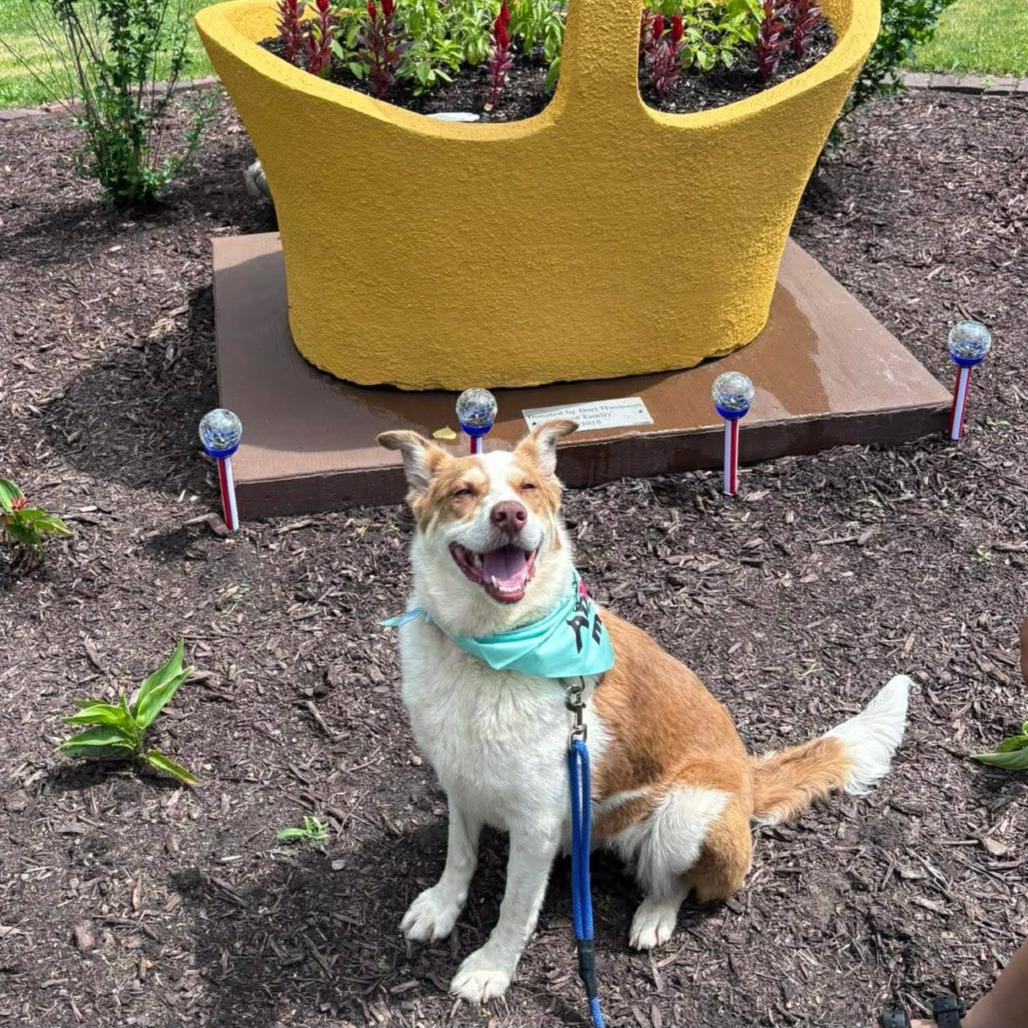 Enlarge Bethany, a Adoptable mixed breed in Monticello, IA image 2/6