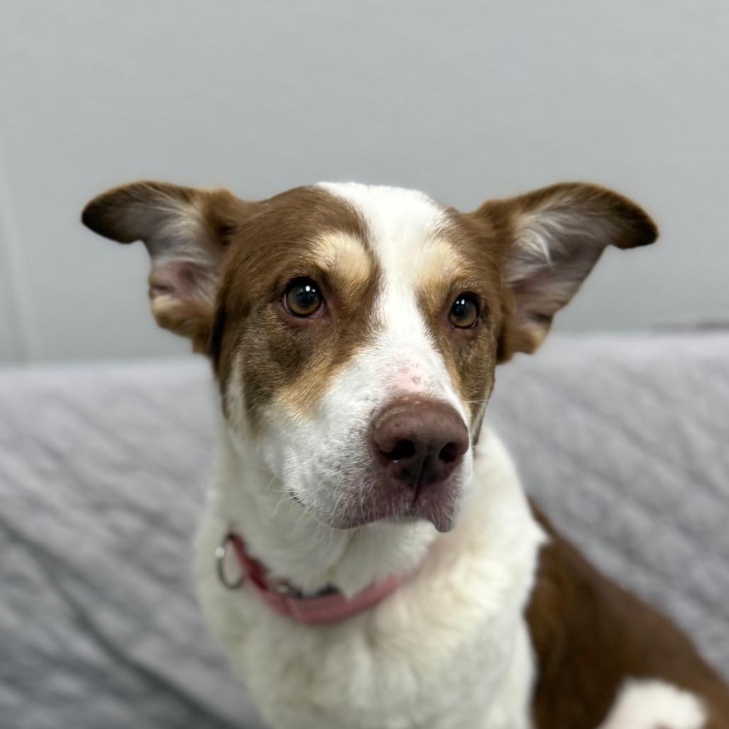 Bethany, Adoptable, Adult Female Australian Shepherd & Border Collie.