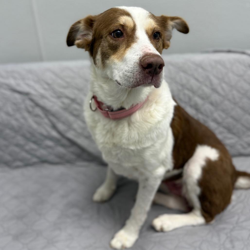 Enlarge Bethany, a Adoptable mixed breed in Monticello, IA image 6/6