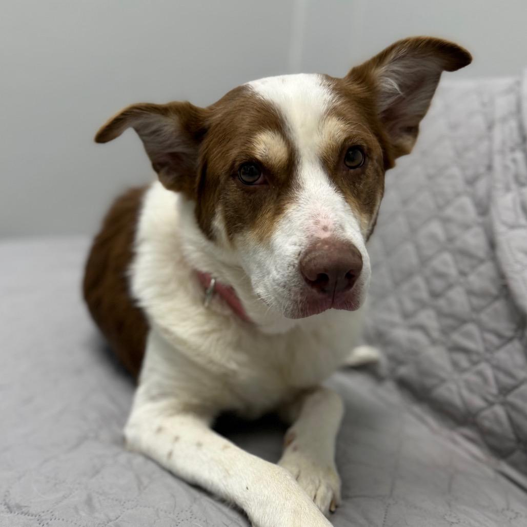 Enlarge Bethany, a Adoptable mixed breed in Monticello, IA image 2/6