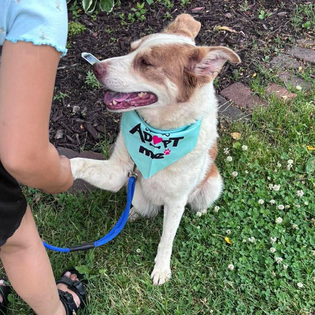 Enlarge Bethany, a Adoptable mixed breed in Monticello, IA image 3/6