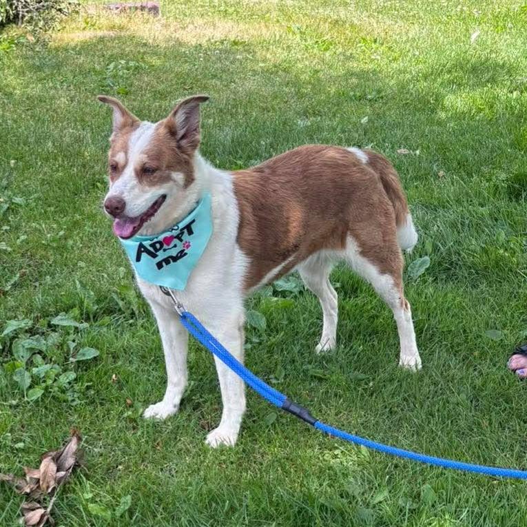 Enlarge Bethany, a Adoptable mixed breed in Monticello, IA image 4/6