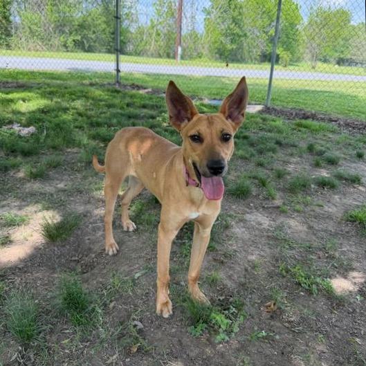 Lasso, Adoptable, Young Female Terrier & Mixed Breed.