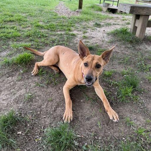 Enlarge Lasso, a Adoptable mixed breed in Carencro, LA image 2/6