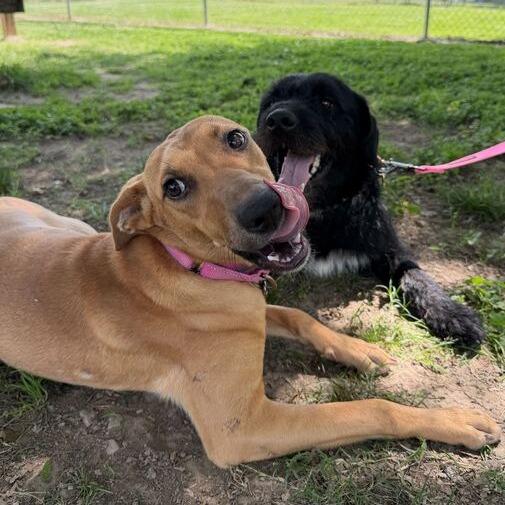 Enlarge Lasso, a Adoptable mixed breed in Carencro, LA image 3/6