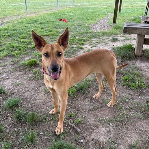 Enlarge Lasso, a Adoptable mixed breed in Carencro, LA image 4/6