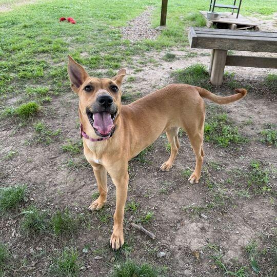 Enlarge Lasso, a Adoptable mixed breed in Carencro, LA image 5/6