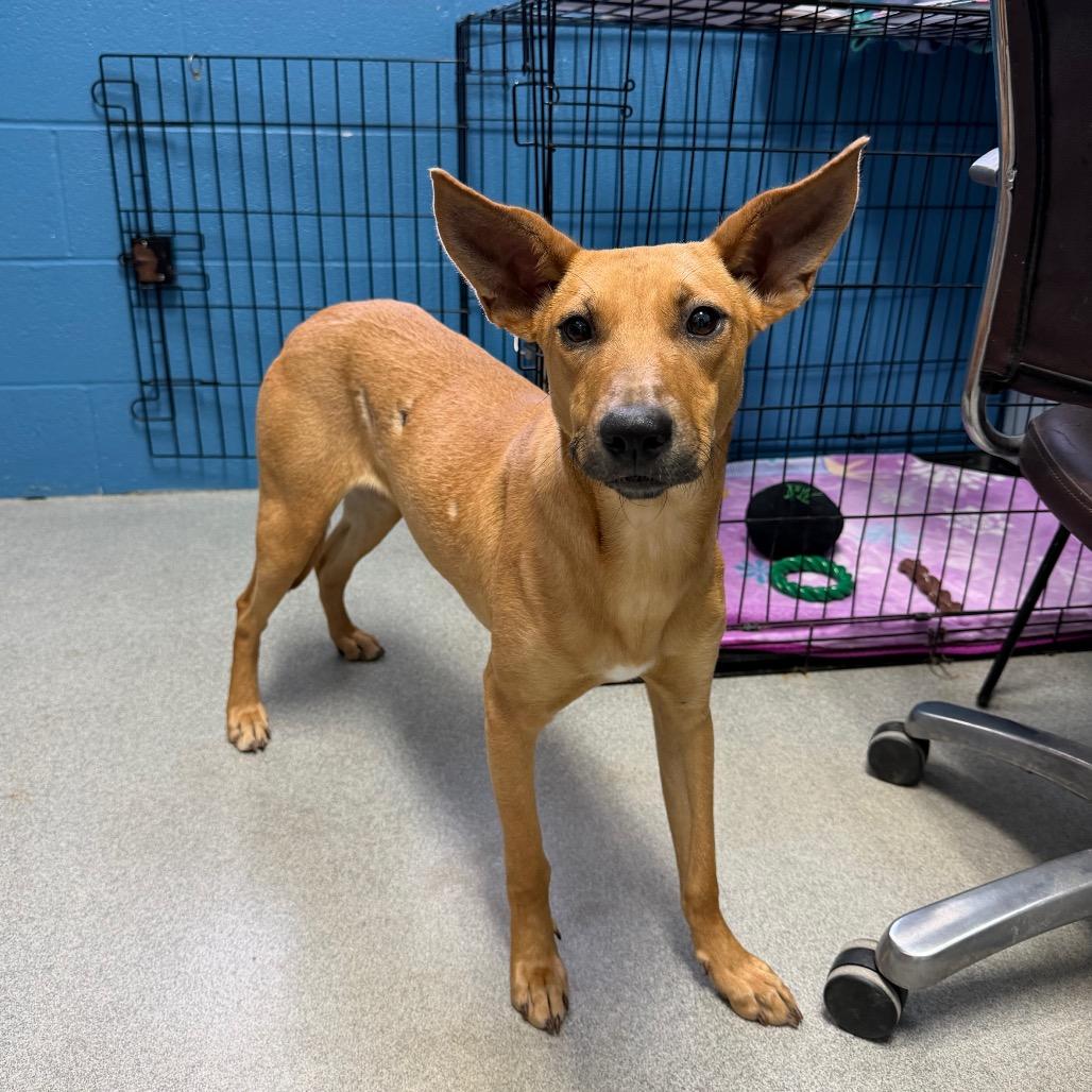 Enlarge Lasso, a Adoptable mixed breed in Carencro, LA image 6/6