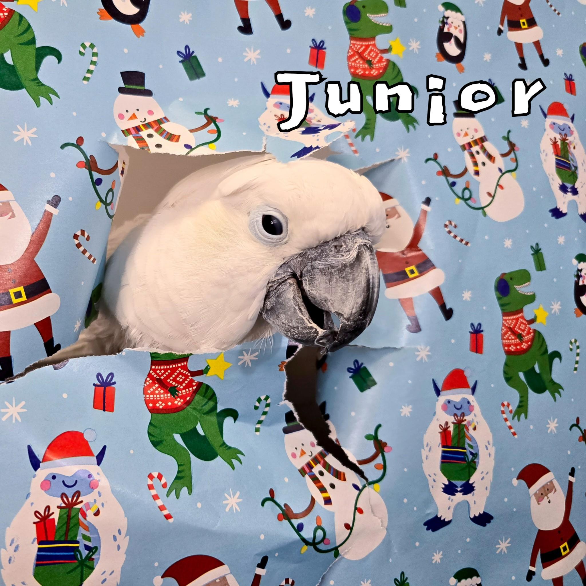 Junior, a Adoptable Cockatoo in Waukesha, WI image 1/6