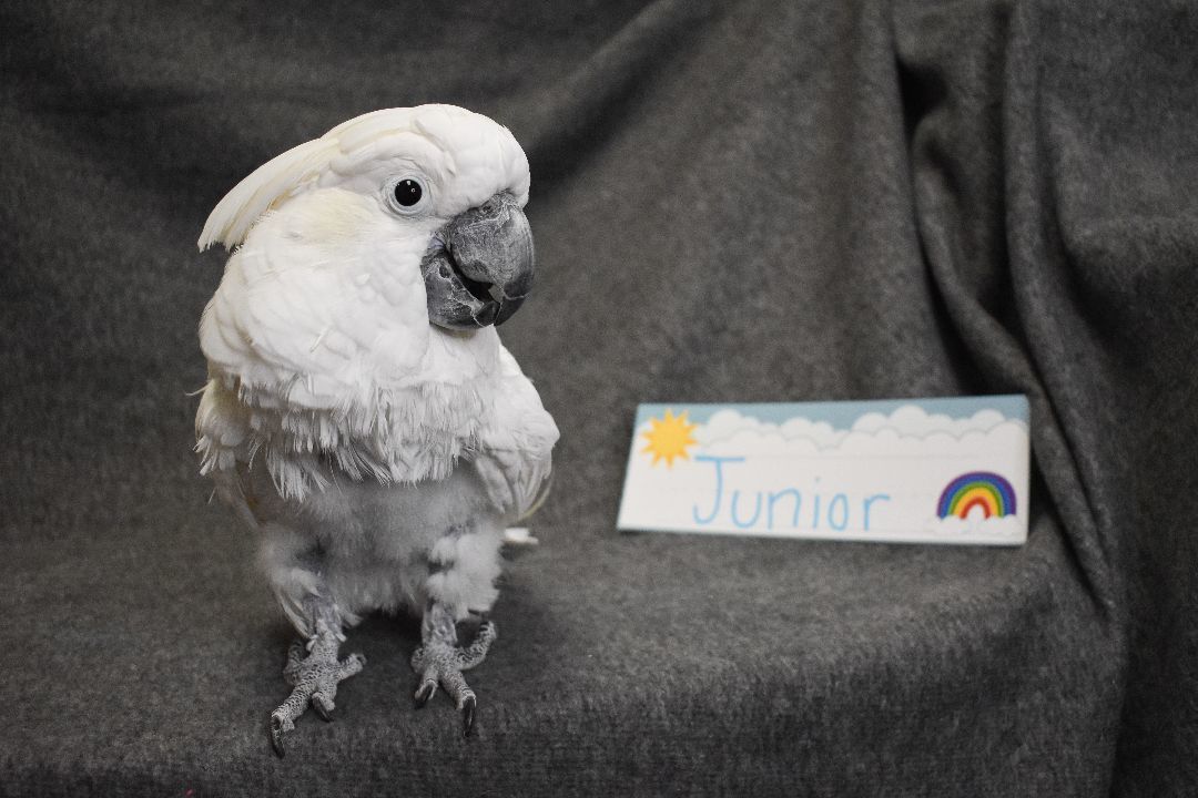 Junior, a Adoptable Cockatoo in Waukesha, WI image 3/6