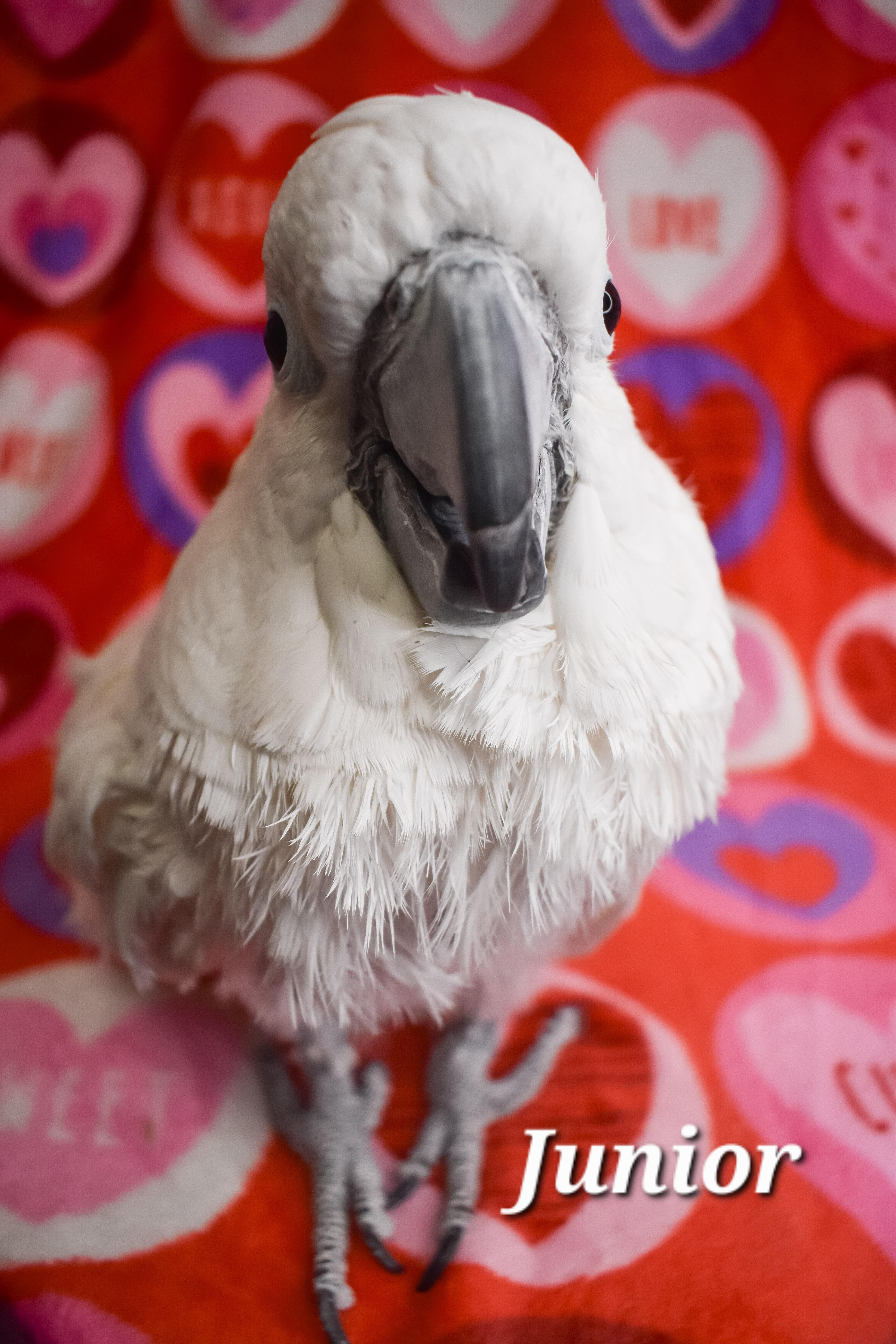Junior, a Adoptable Cockatoo in Waukesha, WI image 5/6