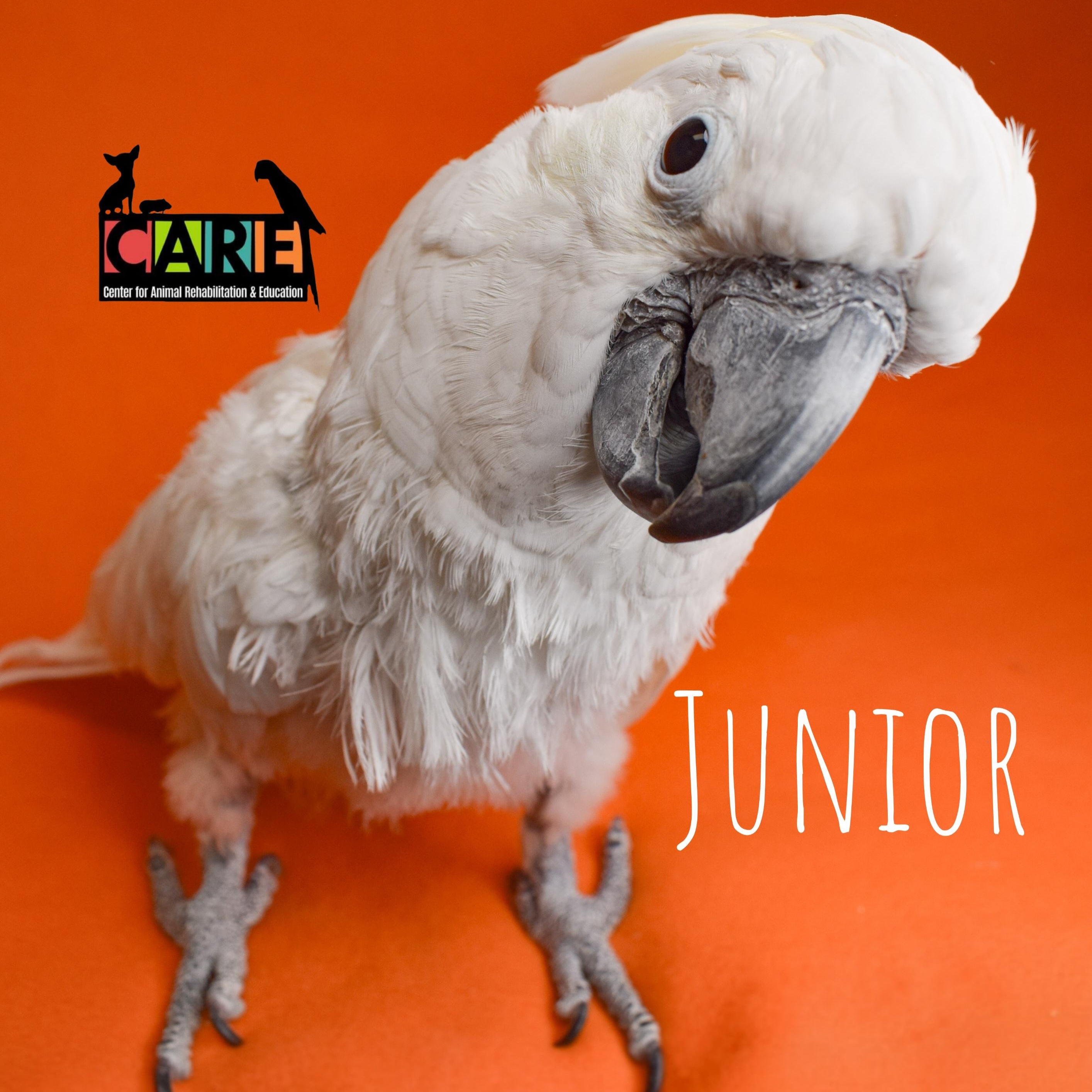 Enlarge Junior, a Adoptable Cockatoo in Waukesha, WI image 1/6