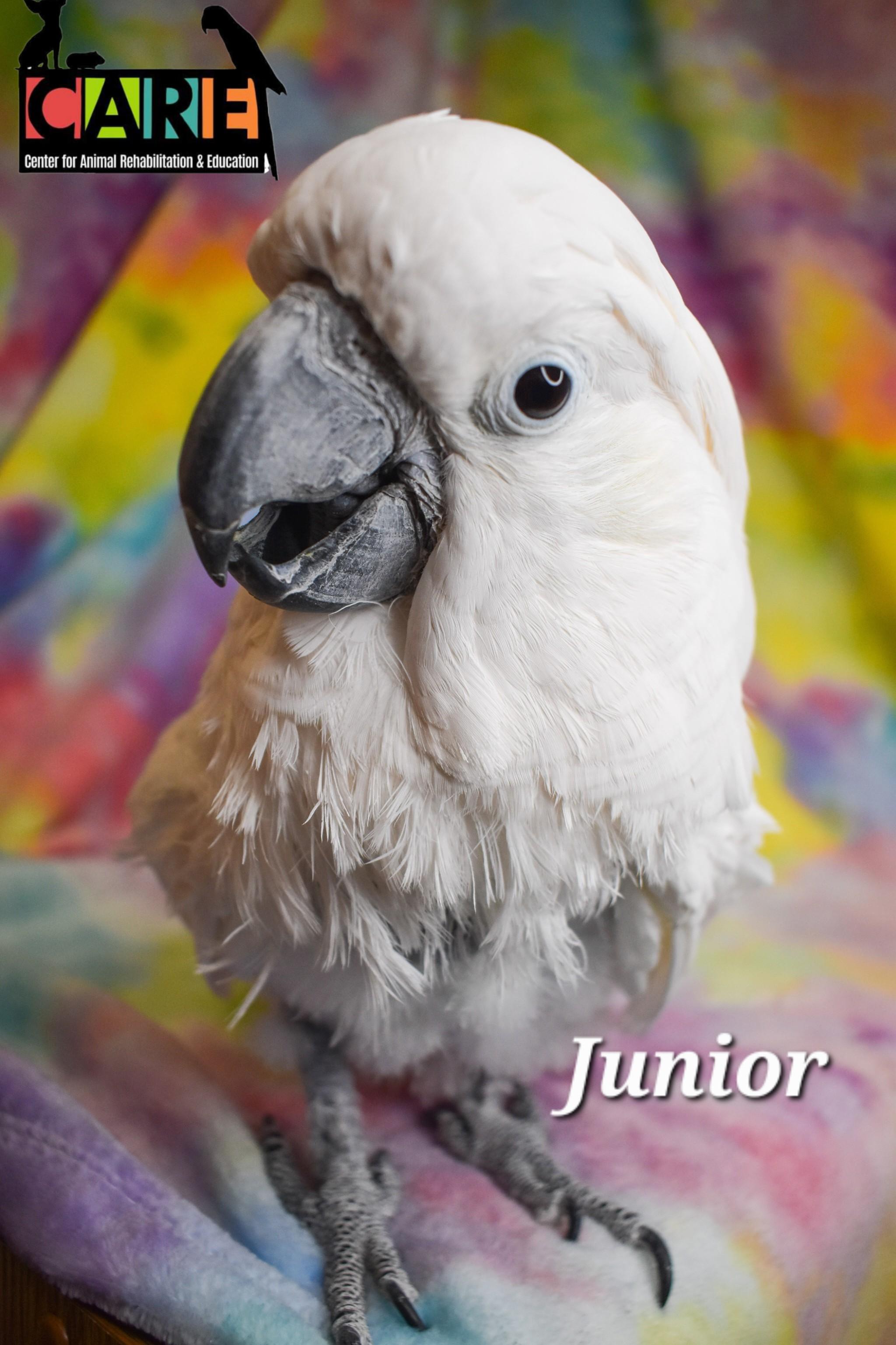 Junior, a Adoptable Cockatoo in Waukesha, WI image 4/6