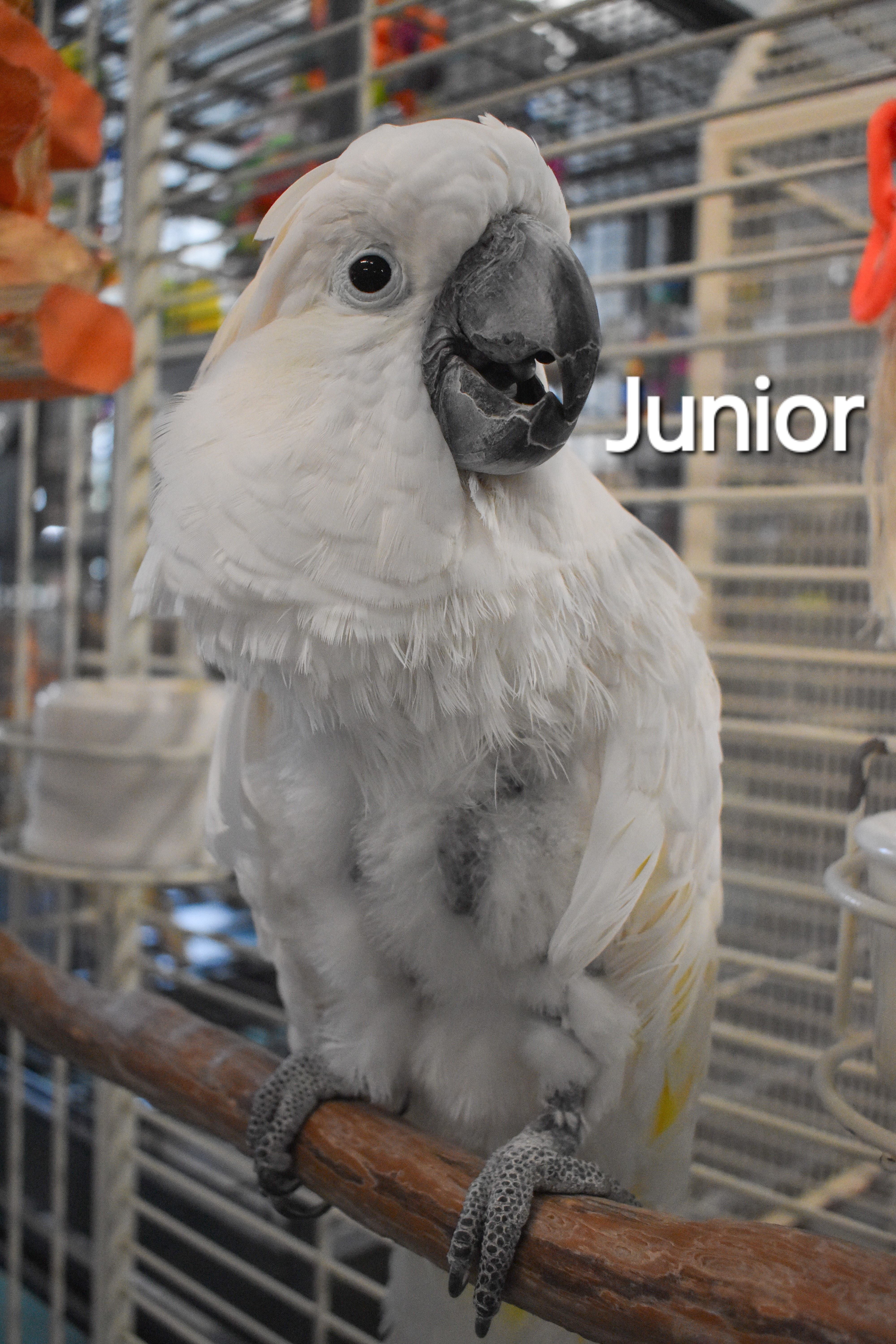 Junior, a Adoptable Cockatoo in Waukesha, WI image 6/6