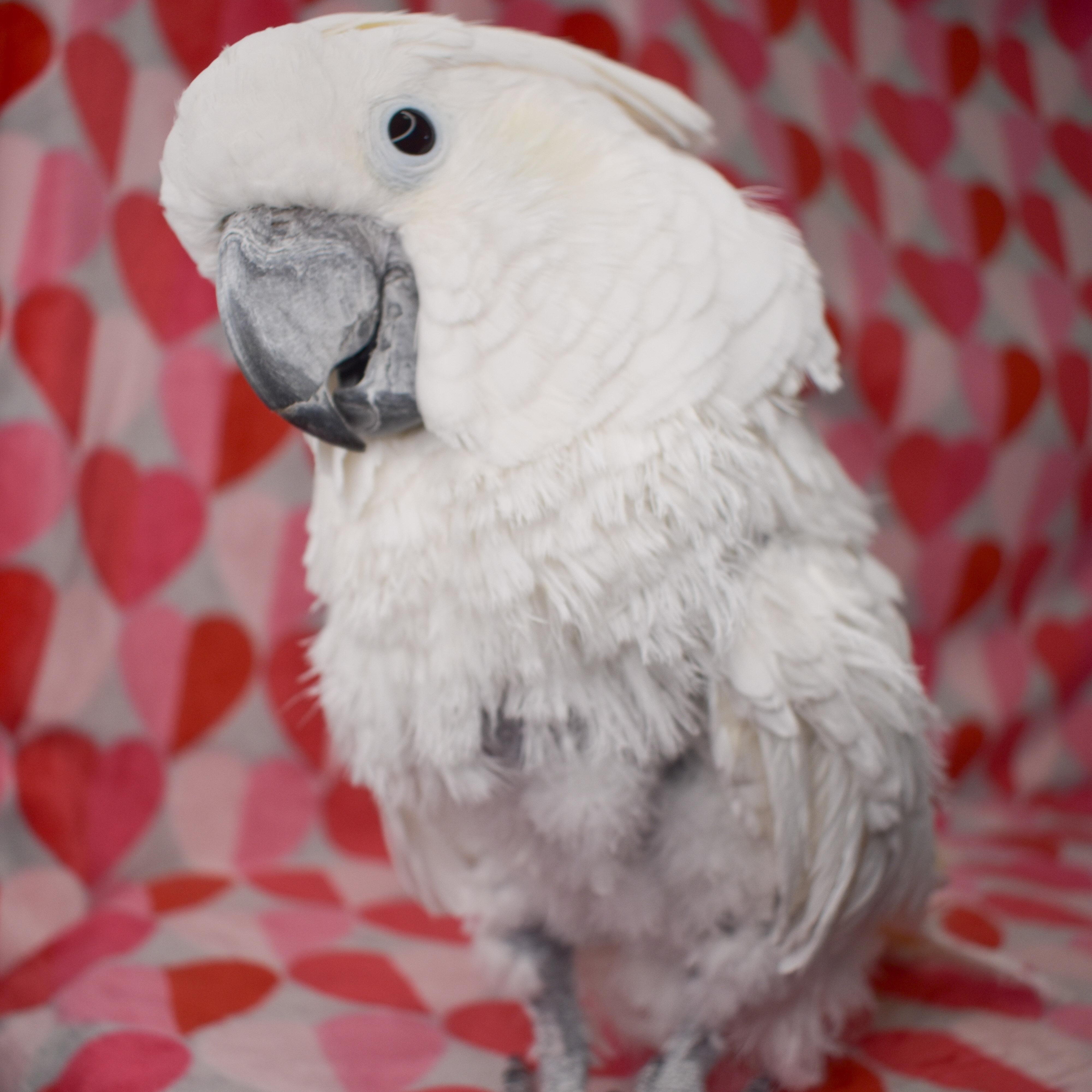 Enlarge Junior, a Adoptable Cockatoo in Waukesha, WI image 1/6