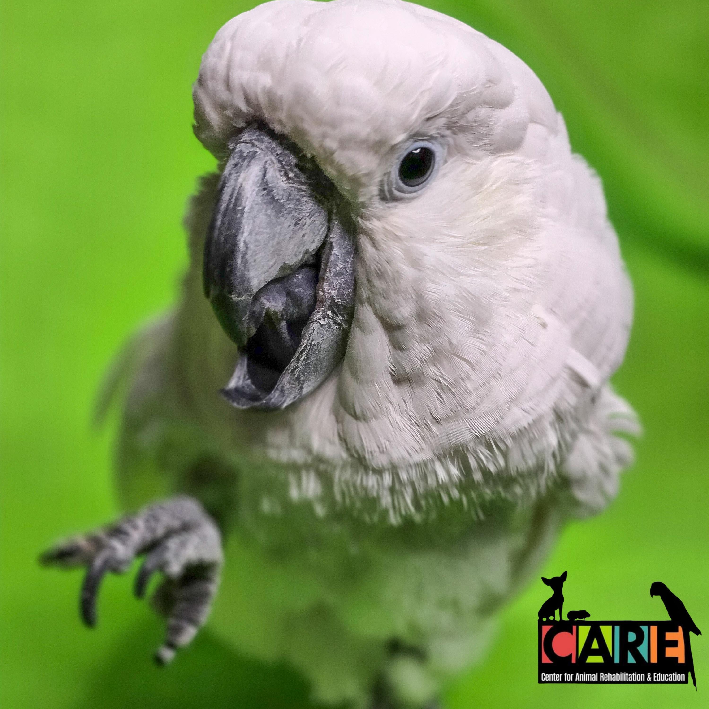 Junior, a Adoptable Cockatoo in Waukesha, WI image 2/6