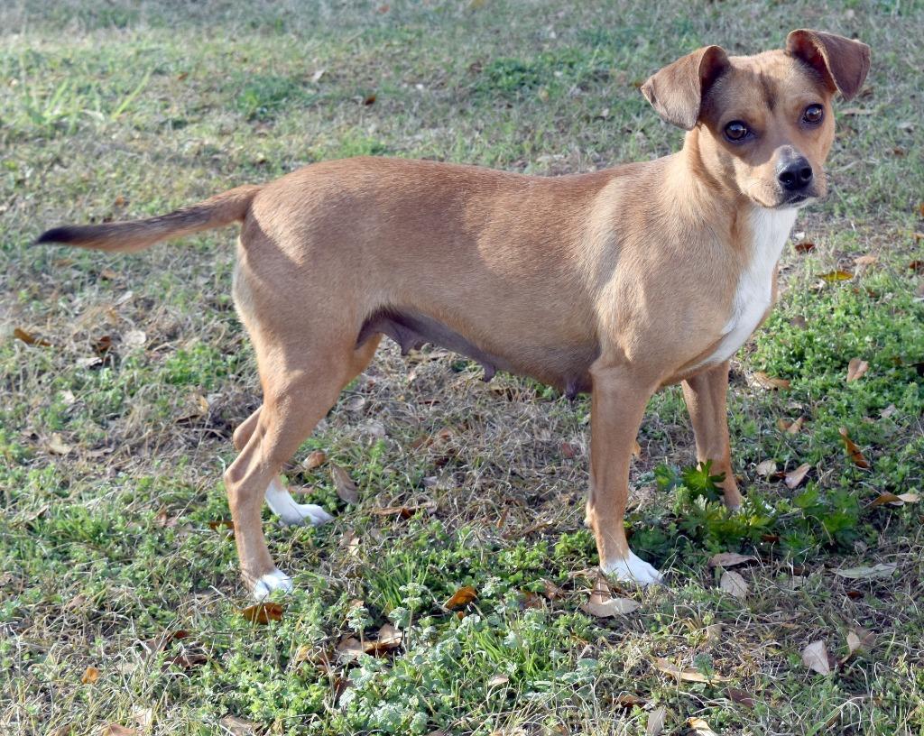 McGonagall, a Adoptable mixed breed in Kingsland, GA image 1/2
