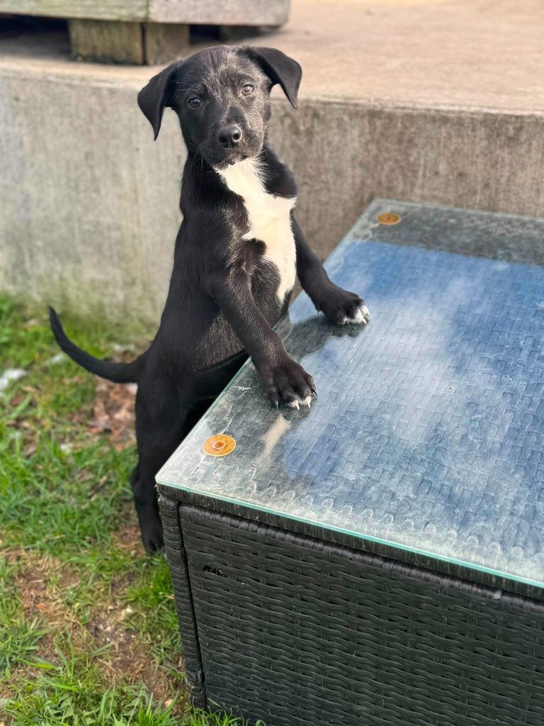 Enlarge Adam Bomb, a Adoptable mixed breed in sun prairie, WI image 1/1