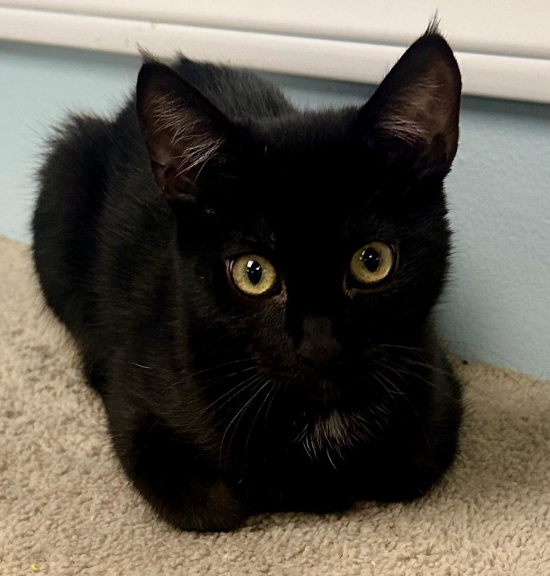 Sierra, Adoptable, Kitten Female Domestic Short Hair.