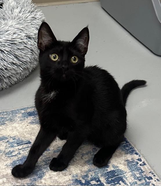 Enlarge Sierra, a Adoptable Domestic Short Hair in West Hills, CA image 2/3