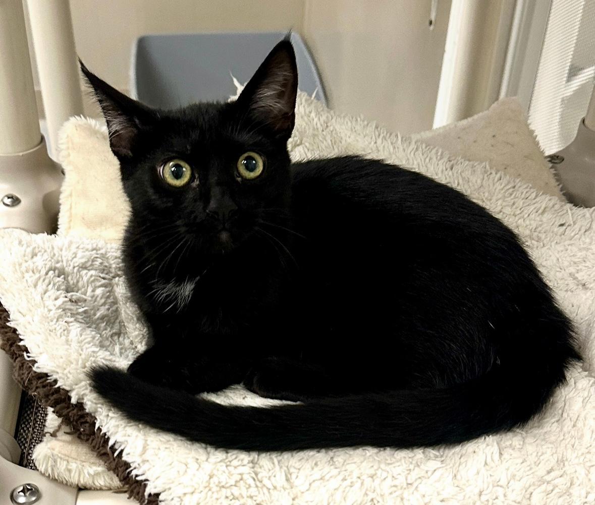 Enlarge Sierra, a Adoptable Domestic Short Hair in West Hills, CA image 3/3