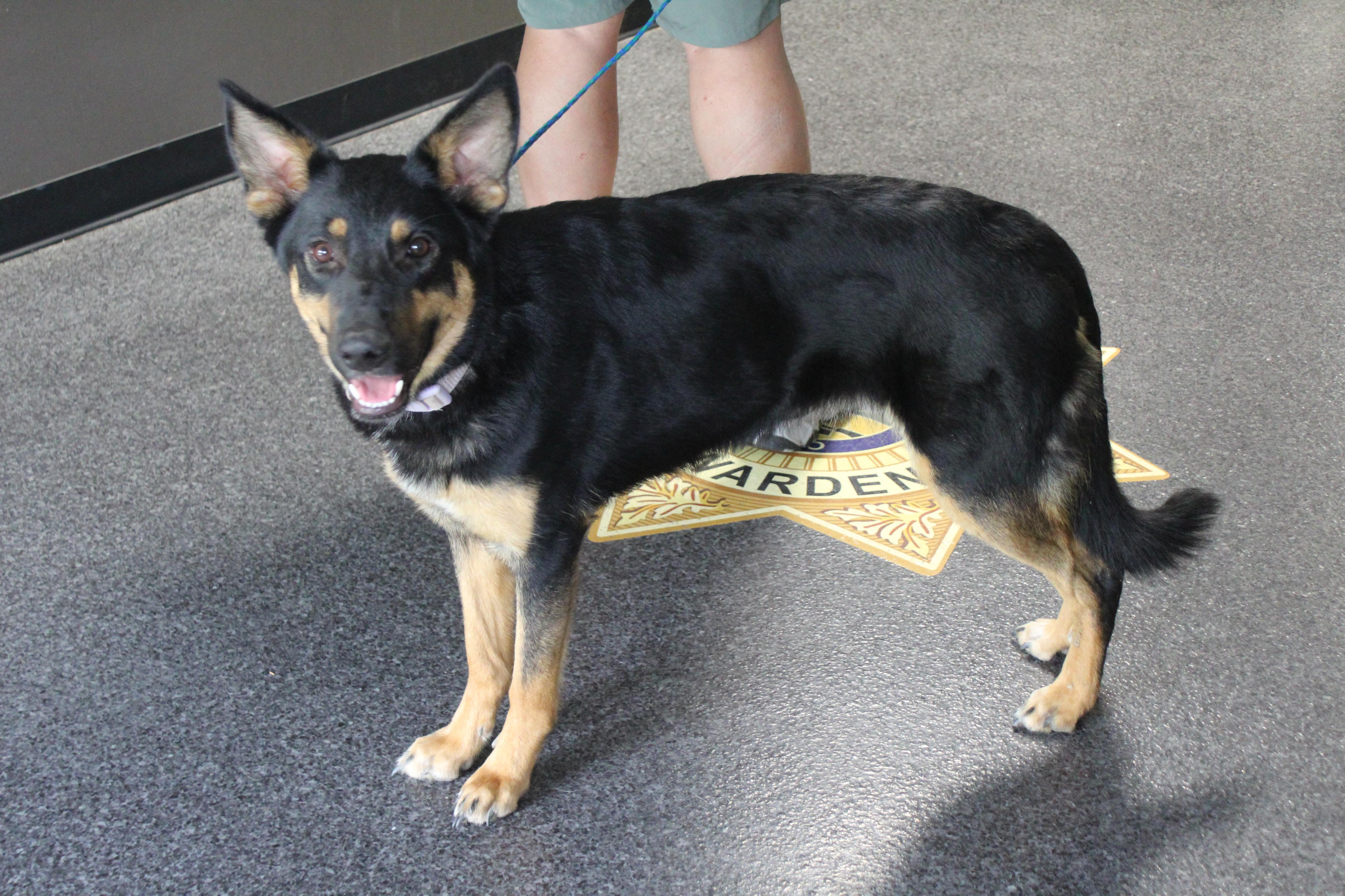 Stella (12032), a ADOPTABLE mixed breed in Heath, OH image 2/2