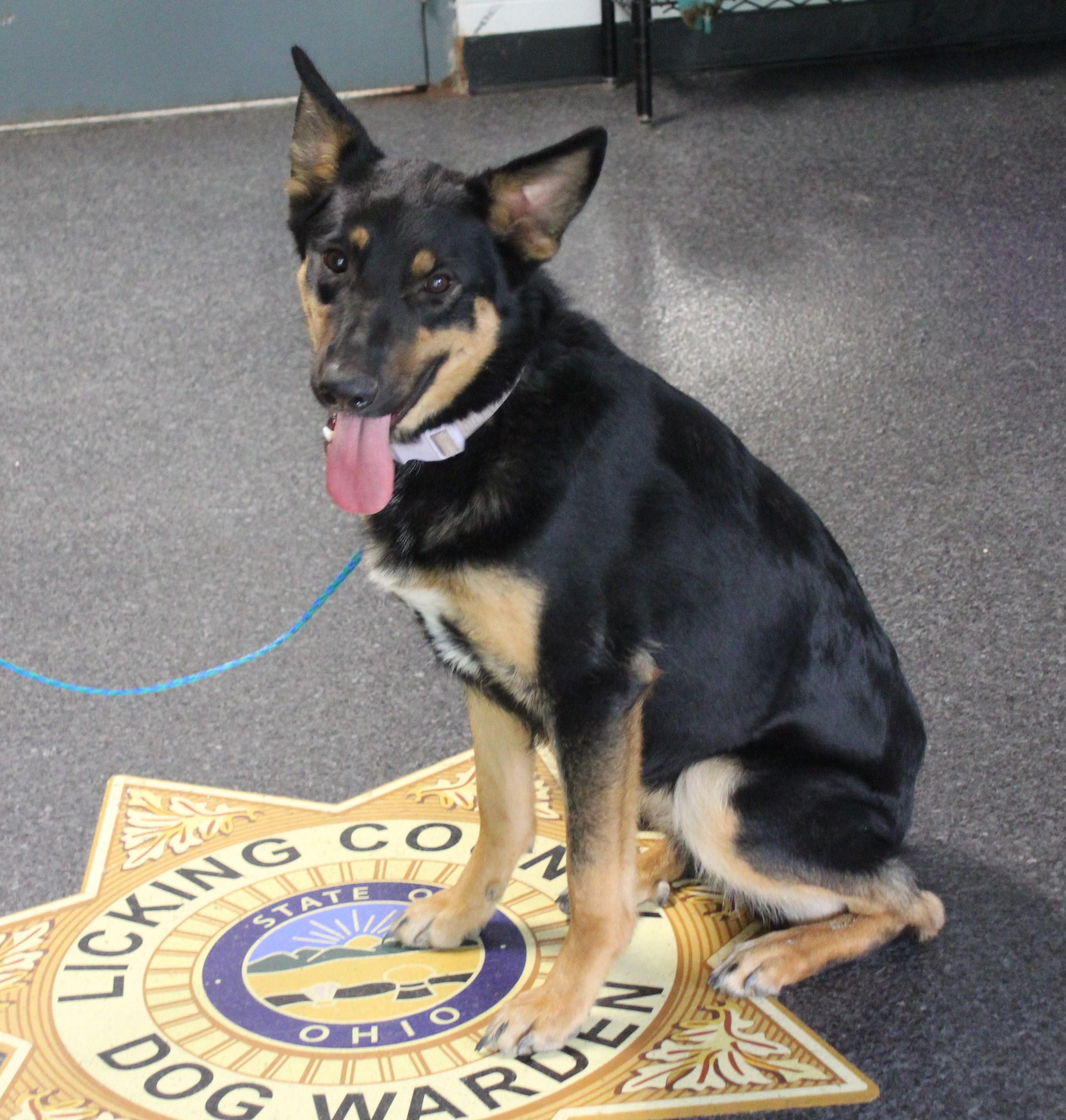 Stella (12032), a ADOPTABLE mixed breed in Heath, OH image 1/2
