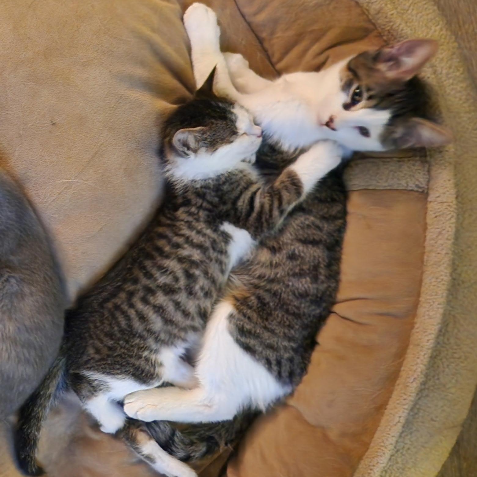 Cleveland and Sully, Adoptable, Kitten Male Domestic Short Hair.