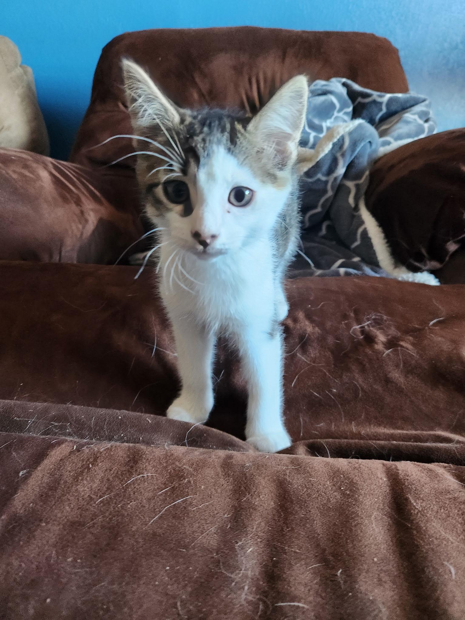 Cleveland and Sully, a Adoptable Domestic Short Hair in Portland, OR image 3/6