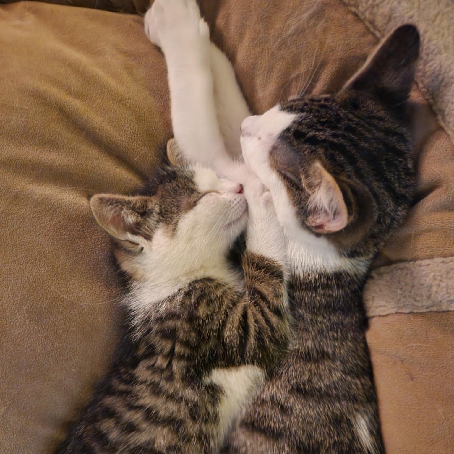 Cleveland and Sully, a Adoptable Domestic Short Hair in Portland, OR image 4/6