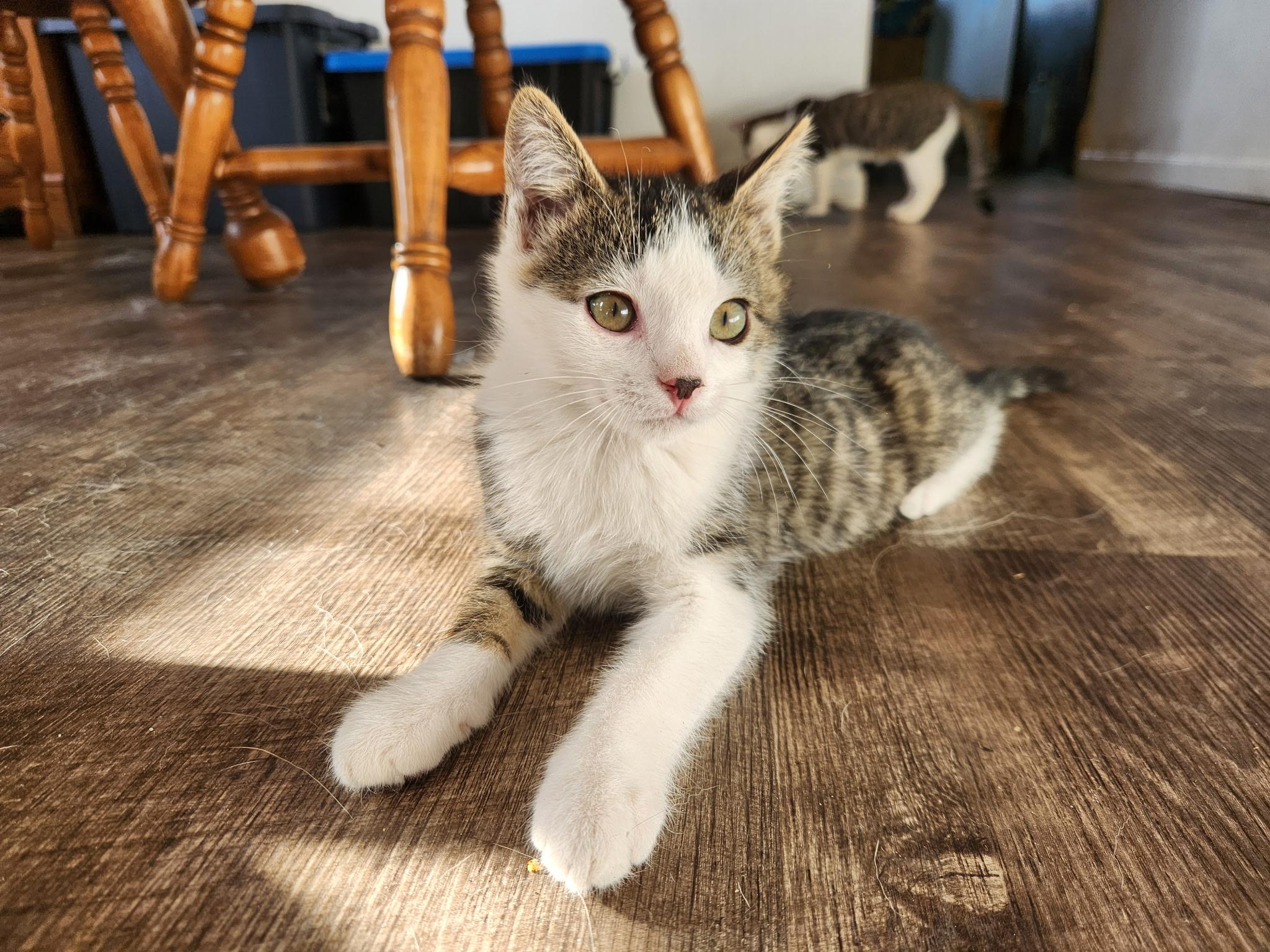 Cleveland and Sully, a Adoptable Domestic Short Hair in Portland, OR image 5/6