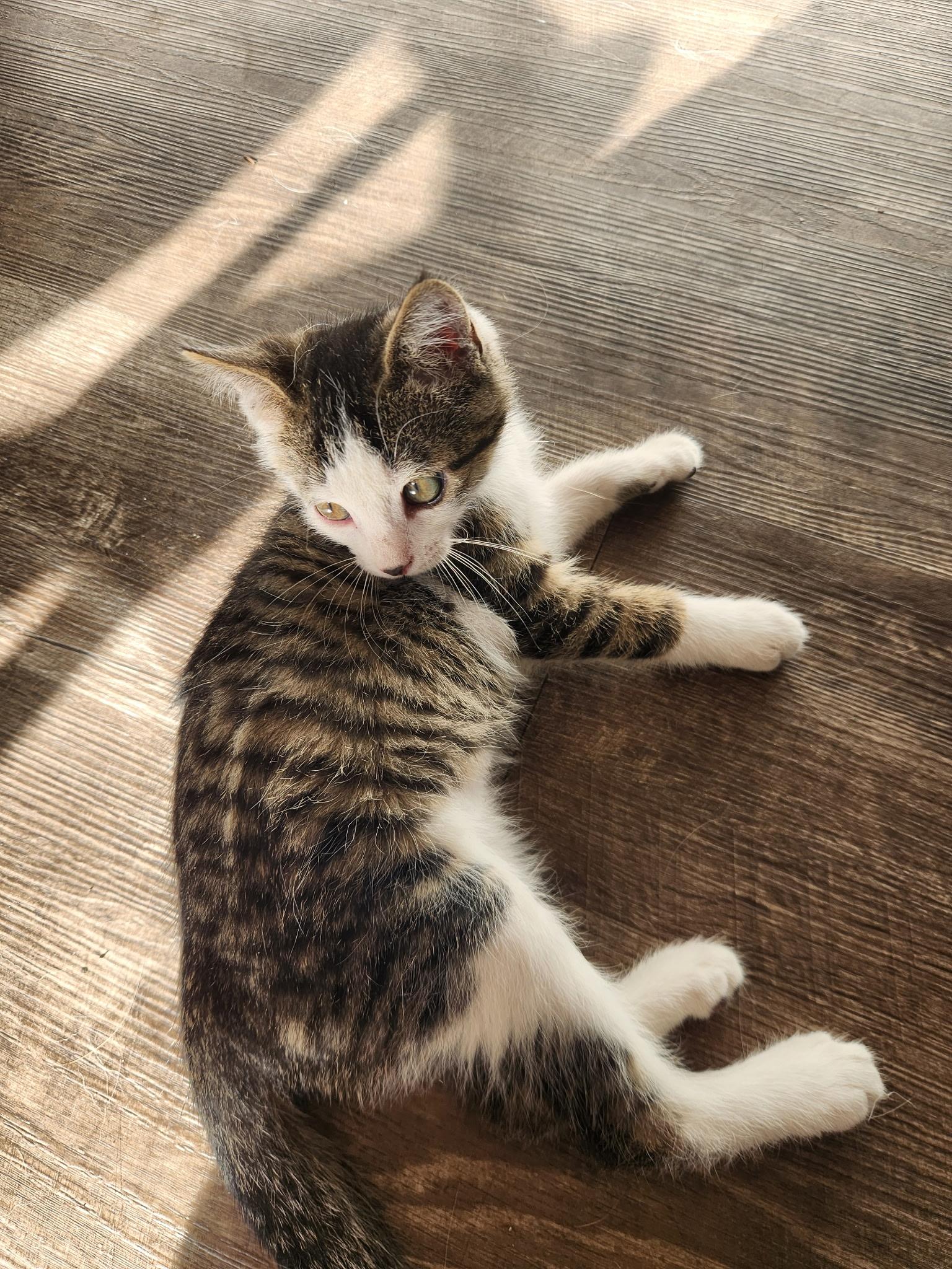 Cleveland and Sully, a Adoptable Domestic Short Hair in Portland, OR image 6/6