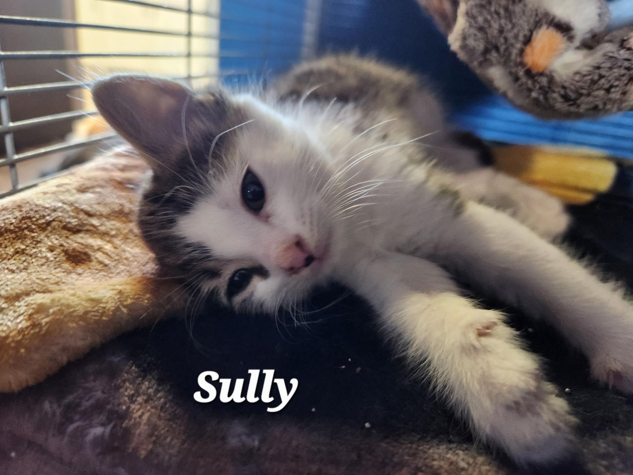 Cleveland and Sully, a Adoptable Domestic Short Hair in Portland, OR image 2/6